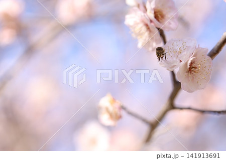 春を告げる梅の花 春を告げる梅の花 141913691