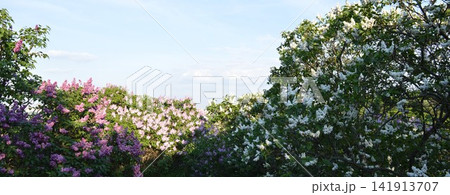 Lilac bushes of white, and purple color in the Botanical Garden of Kyiv 141913707