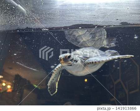 水槽の中を泳ぐウミガメ 水槽の中を泳ぐウミガメ 141913866