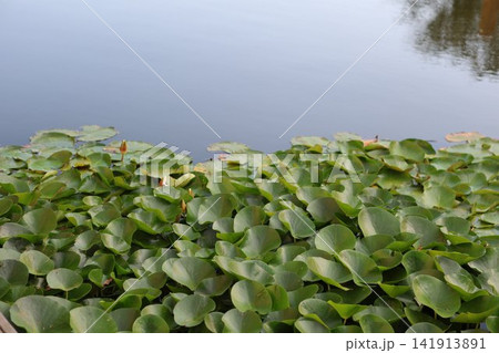 Green water lillies on a pond Green water lillies on a pond 141913891