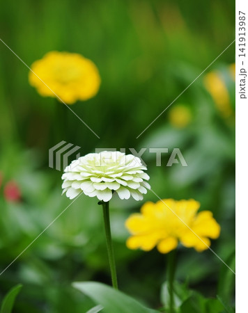 白いヒャクニチソウの花 141913987