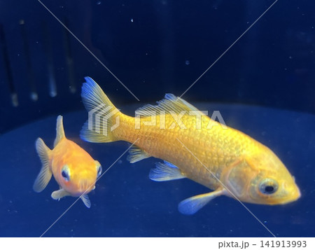 ヒブナ ヒブナ 141913993