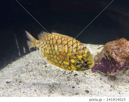 マツカサウオ 141914025