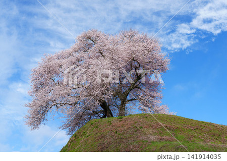 【福島の桜】北成田地区平堂壇の桜_01 【福島の桜】北成田地区平堂壇の桜_01 141914035