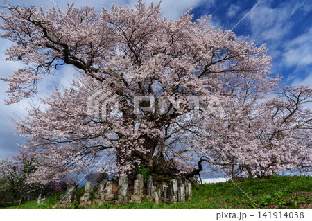 【福島の桜】塩ノ崎の大桜_02 141914038