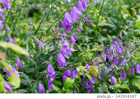 Bellflower Purple Flowers Blooming on Stems in Garden Greenery Background 141914107