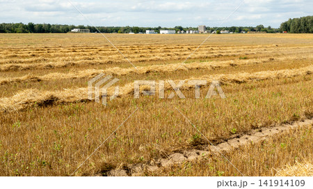  Harvested Grain Field with Golden Straw Windrows and Distant Agricultural Silo Facility Under Cloudy Sky 141914109