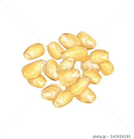 Pile of yellow corn kernels watercolor illustration. Hand drawn Mexican sweet maize grain on isolated background. Natural ingredient for cooking, agriculture and organic food concept. 141914193
