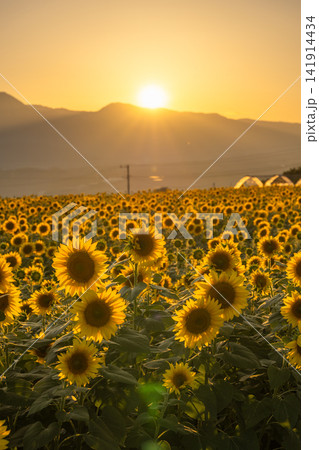 夕暮れに咲く明野のひまわり畑 山梨県北杜市 夕暮れに咲く明野のひまわり畑 山梨県北杜市 141914434