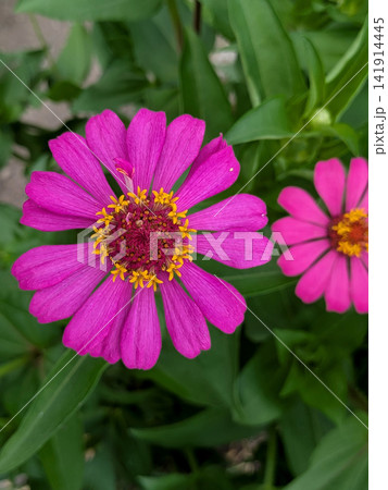 鮮やかなピンク色に咲くジニアの花 鮮やかなピンク色に咲くジニアの花 141914445