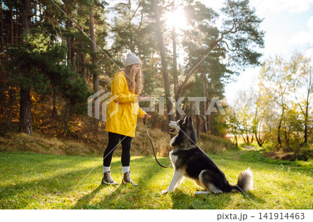 Woman with her husky dog walks in autumn forest. A cheerful pet spends time with its owner outdoors. 141914463