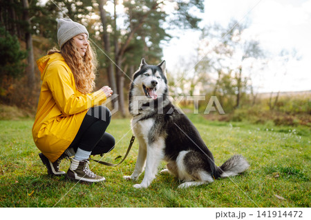 Woman with her husky dog walks in autumn forest. A cheerful pet spends time with its owner outdoors. 141914472