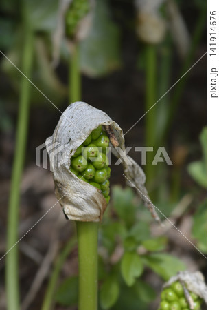 Macro shot of italian arum wild plant fruit Macro shot of italian arum wild plant fruit 141914676
