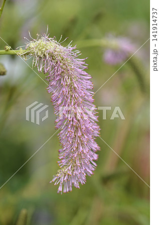 Pink brushes burnet nodding flower head close up Pink brushes burnet nodding flower head close up 141914737