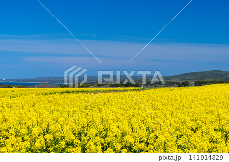 青森県上北郡横浜町大豆田 菜の花フェスティバル会場の一面の菜の花畑と陸奥湾や山々の景色 青森県上北郡横浜町大豆田 菜の花フェスティバル会場の一面の菜の花畑と陸奥湾や山々の景色 141914829