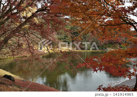 京都仙洞御所 北池とモミジ(京都市上京区) 京都仙洞御所 北池とモミジ(京都市上京区) 141914965