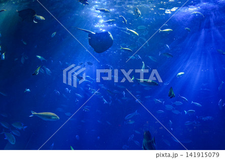 海の楽園 海の楽園 141915079