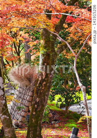 京都 宝厳院 獅子吼の庭 秋の美しい紅葉(京都府京都市右京区) 京都 宝厳院 獅子吼の庭 秋の美しい紅葉(京都府京都市右京区) 141915206