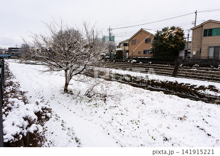 雪景色の野川を歩く 柴崎駅と国領駅の間 東京都調布市菊野台 雪景色の野川を歩く 柴崎駅と国領駅の間 東京都調布市菊野台 141915221