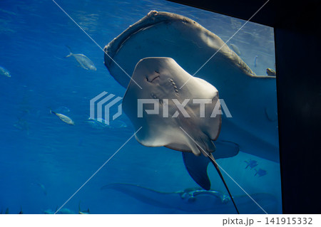 水族館で泳ぐマンタ 141915332