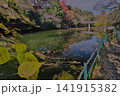 集中する紅葉と枯葉 141915382