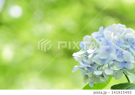 梅雨時期の花 紫陽花 梅雨時期の花 紫陽花 141915493