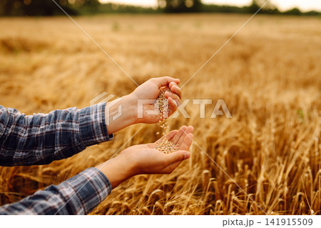 Grains of wheat in hands of the farmer. Crop of oats in male's hands. Agricultural farm. Grains of wheat in hands of the farmer. Crop of oats in male's hands. Agricultural farm. 141915509