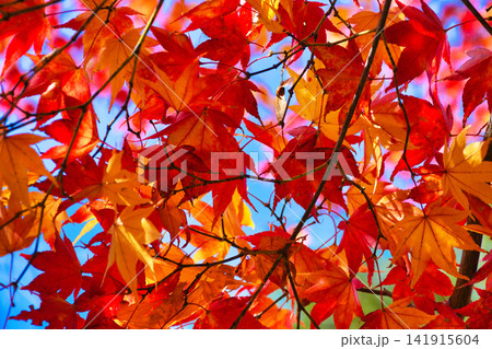 京都 宝厳院 獅子吼の庭 秋の美しい紅葉(京都府京都市右京区) 京都 宝厳院 獅子吼の庭 秋の美しい紅葉(京都府京都市右京区) 141915604