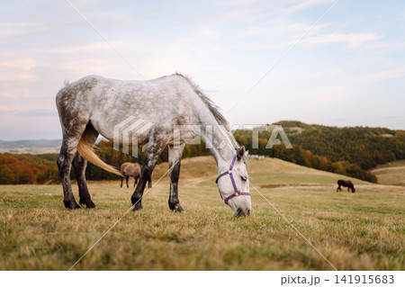 Horse in the pasture. View of the peaks, green meadows and mountains with mist in autumn. Horse in the pasture. View of the peaks, green meadows and mountains with mist in autumn. 141915683
