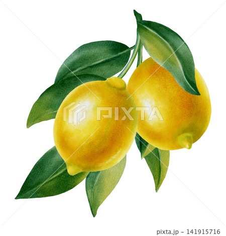 Watercolor illustration of lemons on a branch with leaves on a white background. Botanical illustration with citrus fruits for premium packaging, menus, kitchen decor, weddings, open cards, invitation 141915716