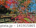 紅葉と枯葉と青空 141915865