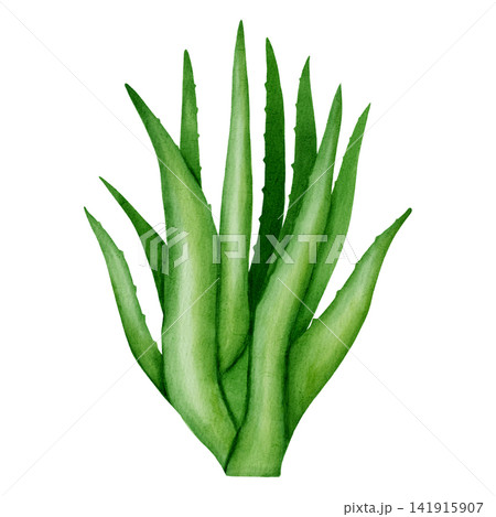 Hand drawn watercolor aloe vera plant isolated on white background. Botanical green leaf illustration for healthy medicine, cosmetic product and organic design. Hand drawn watercolor aloe vera plant isolated on white background. Botanical green leaf illustration for healthy medicine, cosmetic product and organic design. 141915907