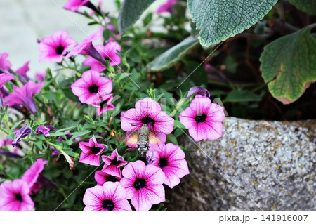 Pink Petunias with Hummingbird Moth on Textured Stone Planter in Lush Garden. 141916007