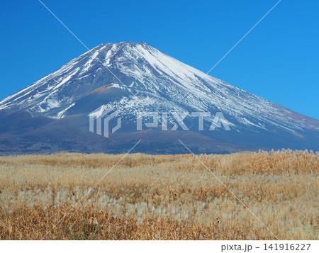 ススキの原と富士・裾野市須山 ススキの原と富士・裾野市須山 141916227