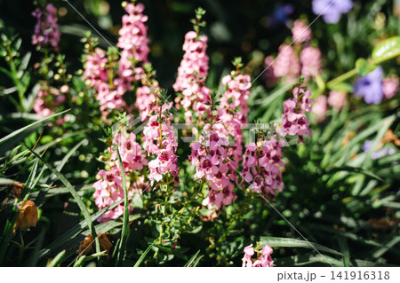 Pink Angelonia flowers blooming in summer, delicate blossoms with dark markings and green foliage, soft natural background Pink Angelonia flowers blooming in summer, delicate blossoms with dark markings and green foliage, soft natural background 141916318
