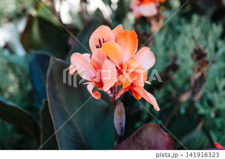Orange Canna flowers blooming among lush green foliage, close-up of tropical flowers with soft natural background and vibrant summer colors Orange Canna flowers blooming among lush green foliage, close-up of tropical flowers with soft natural background and vibrant summer colors 141916323