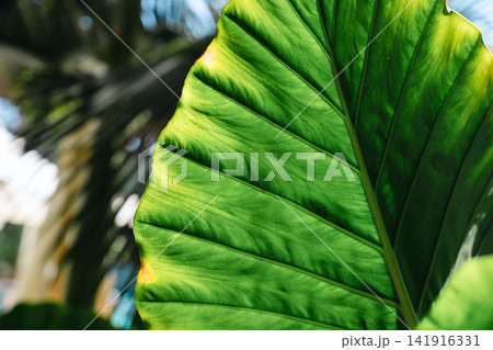 Tropical green foliage with large elephant ear leaves, abstract plant green background Tropical green foliage with large elephant ear leaves, abstract plant green background 141916331