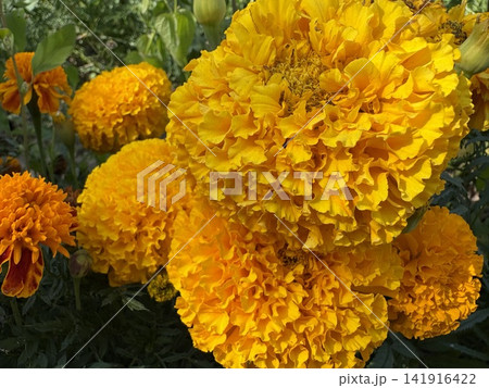 Vibrant yellow and orange marigold flowers blooming in a sunny garden 141916422