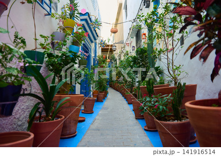Colorful narrow street lined with terracotta pots, lush potted plants and flowering vines beside whitewashed walls and bright blue accents, evoking charm and peaceful urban garden life. Colorful narrow street lined with terracotta pots, lush potted plants and flowering vines beside whitewashed walls and bright blue accents, evoking charm and peaceful urban garden life. 141916514