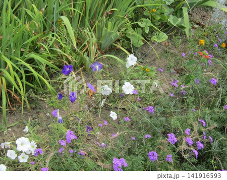 こじま花の会花畑の紫色のペチニアの花と青と白のペチニアの花 こじま花の会花畑の紫色のペチニアの花と青と白のペチニアの花 141916593