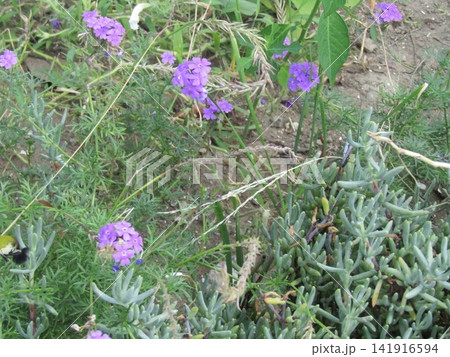 バーベナの紫色の花 バーベナの紫色の花 141916594