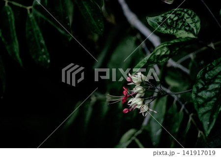 Moody Bleeding Heart Vine Flower Bloom on Dark Background Background Moody Bleeding Heart Vine Flower Bloom on Dark Background Background 141917019