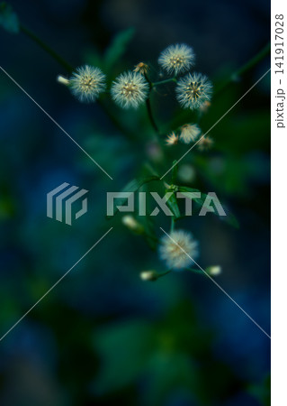 Little ironweed white grass flower with green leaf over blur nature background Little ironweed white grass flower with green leaf over blur nature background 141917028