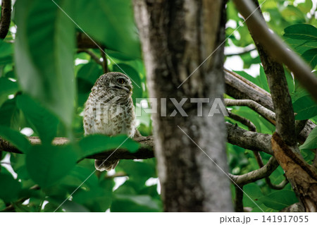 Calm Spotted Owlet Resting Quietly on a Forest Branch Surrounded by Soft Green Foliage 141917055