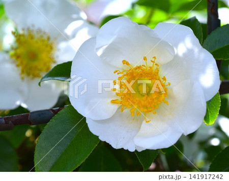 4月に咲く晴れた日のナニワイバラ 4月に咲く晴れた日のナニワイバラ 141917242