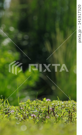 Green garden background with fresh foliage and soft bokeh creating a vibrant nature concept 141917320