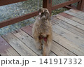 日本猿の親子　赤ちゃん 141917332