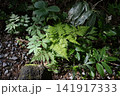 陽を浴びる植物 141917333
