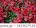 蜂が遊ぶ赤いツツジ　春　夏　庭園 141917334
