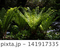 森の中のシダ 141917335